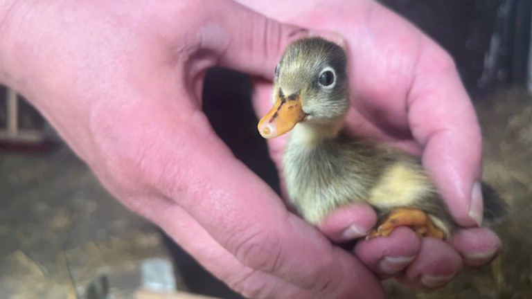 Küken wird in Händen gehalten - Immanuel Therapiezentrum Röthof